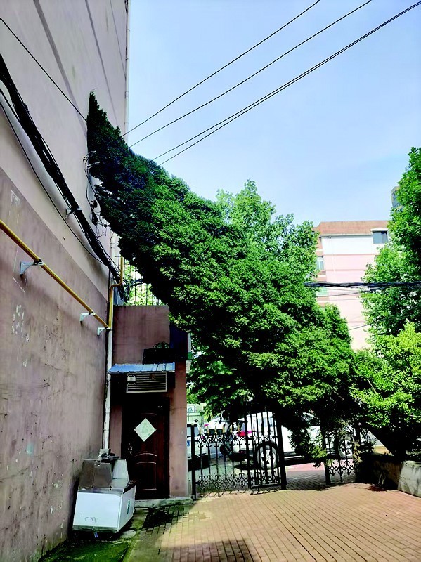 泸深投 多方接力排险情 紧急处置倒伏危树